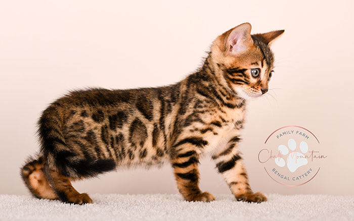 brown rosetted bengal kitten for sale in texas looking at camera