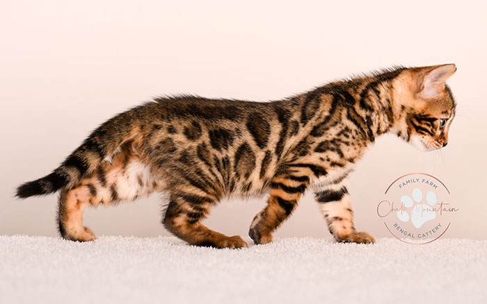 playful bengal kitten reaching forward with paw
