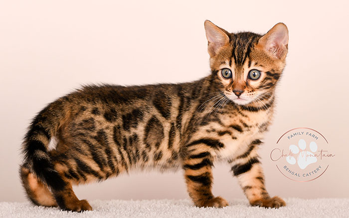 Slate, a brown spotted Bengal kitten for sale in Houston Texas from a trusted Bengal breeder.