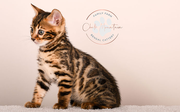 bengal kitten looking curious with ears forward