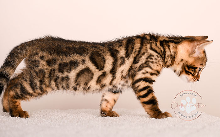 sweet bengal kitten relaxing indoors natural lighting