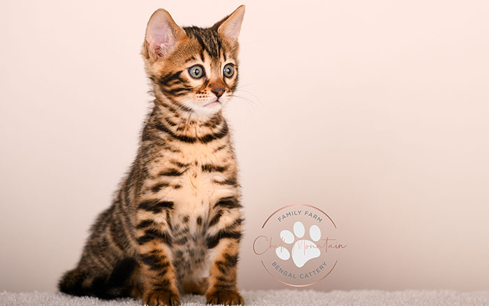 domestic bengal kitten with leopard print coat pattern