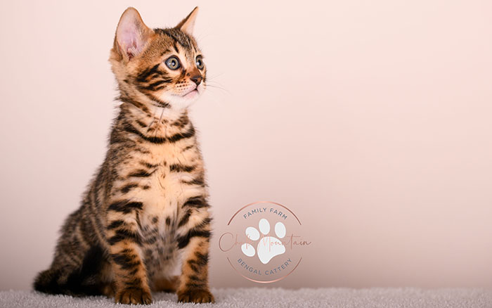 beautiful bengal kitten portrait from texas bengal breeder