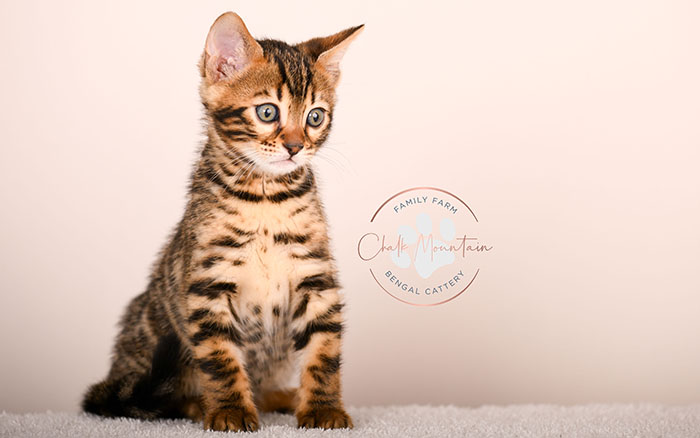 brown rosetted bengal kitten for sale in texas looking at camera