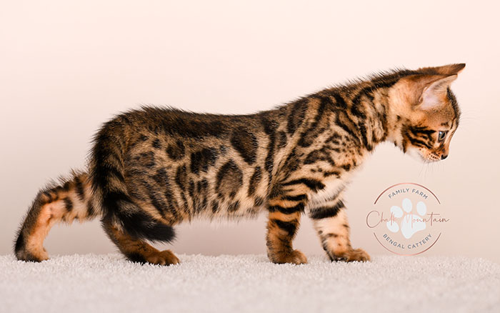 cute bengal kitten with leopard spots sitting on blanket
