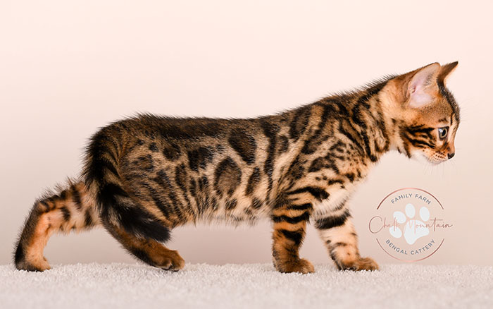bengal kitten for sale