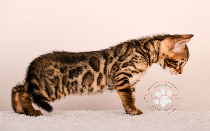 bengal kitten playing indoors with bright green eyes