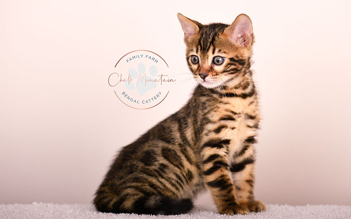 cute bengal kitten with leopard spots sitting on blanket