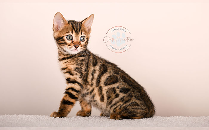 adorable brown bengal kitten standing profile view