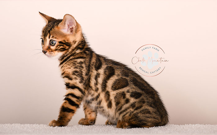 spotted bengal kitten with exotic coat pattern for sale