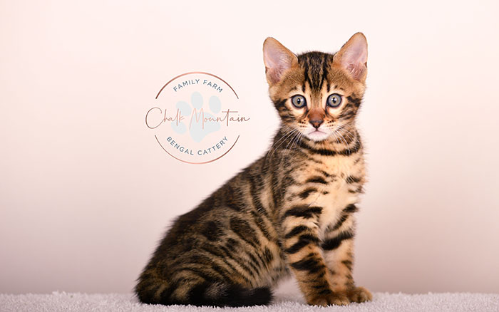 purebred bengal kitten close up showing rosette markings