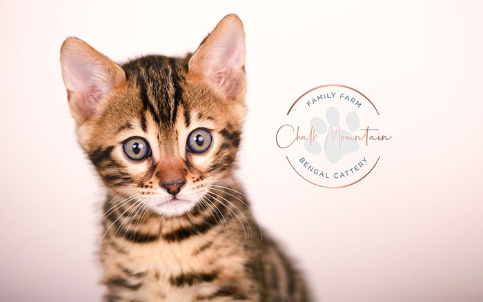 bengal kitten playing indoors with bright green eyes