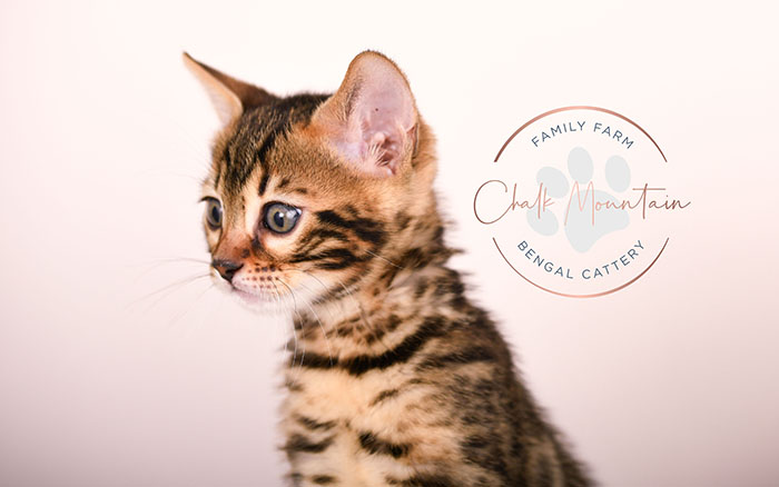 adorable brown bengal kitten standing profile view