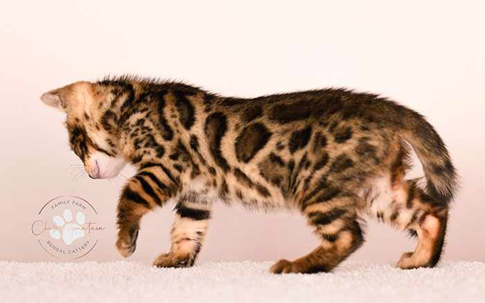 spotted bengal kitten with exotic coat pattern for sale