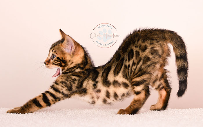 bengal kitten resting on soft blanket looking sleepy