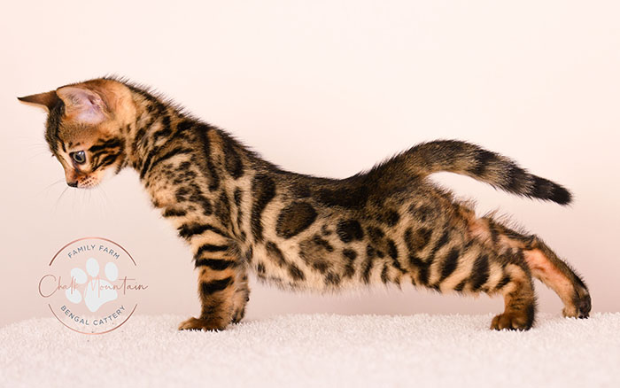 high quality bengal kitten with bold rosettes texas breeder