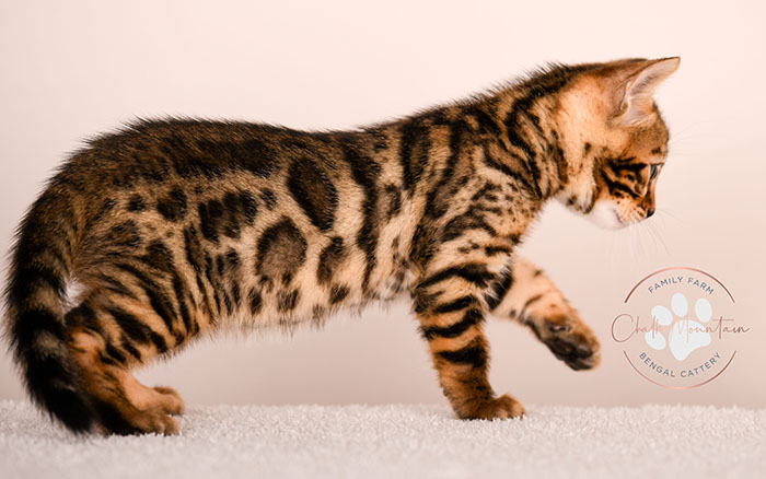 bengal kitten face close up with whiskers and markings