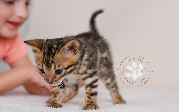 Bengal kitten for sale