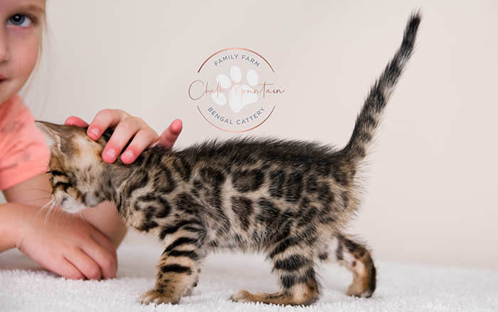 Bengal kitten for sale