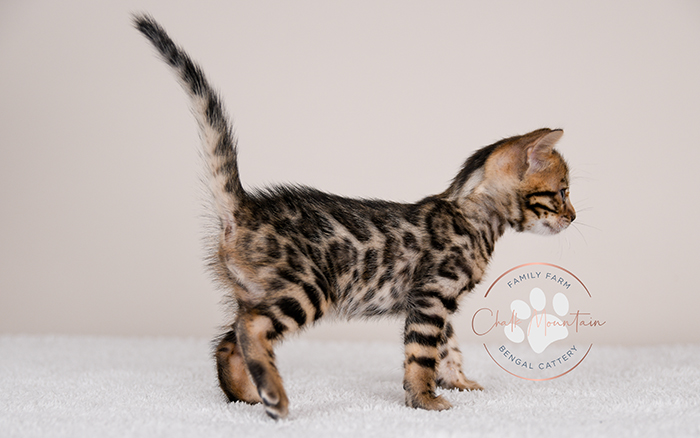Bengal kitten for sale