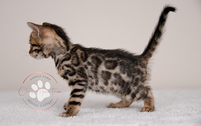 Bengal kitten for sale