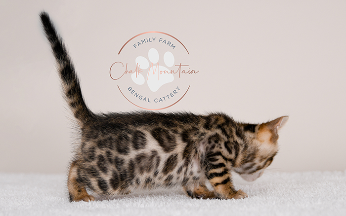 Bengal kitten for sale