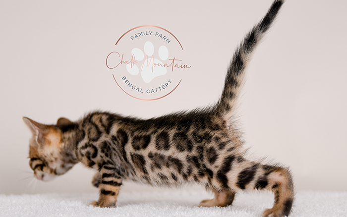 Bengal kitten for sale