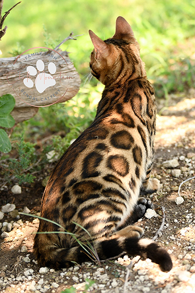 beautiful bengal kitten texas