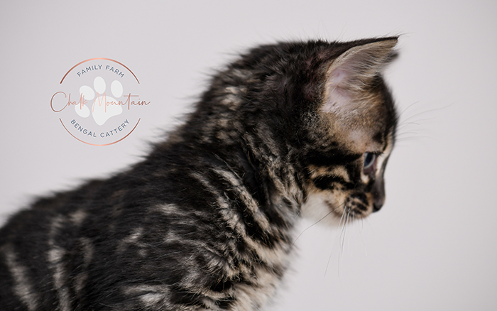 Houston Texas Bengal Kitten breeder