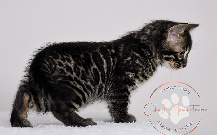 Sugarland Bengal Kittens for sale near Houston