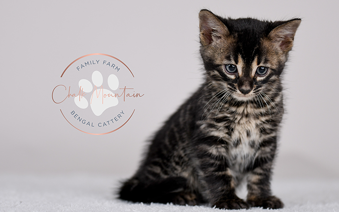 Houston Texas Charcoal Bengal Kittens