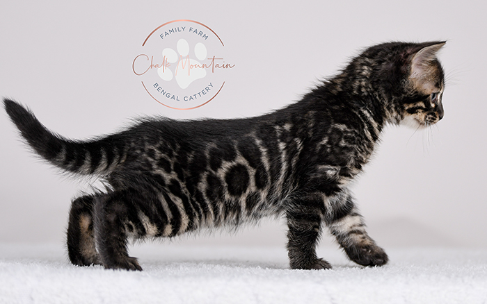 Amazing Bengal Breeders in Houston Texas