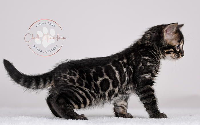 Bengal kitten for sale near Houston