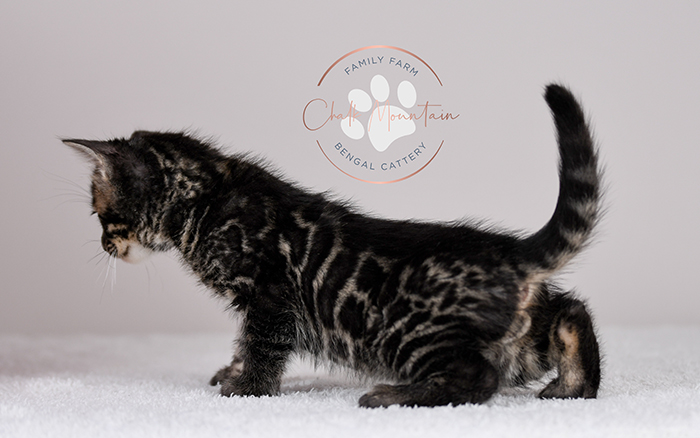 Bengal kitten adoption in katy texas near houston