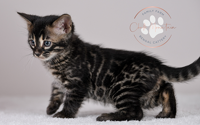 Bengal cat and kitten for sale Houston