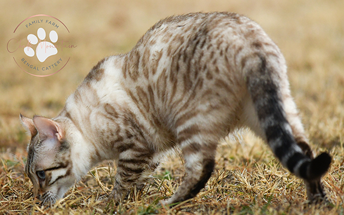 beautiful bengal kitten texas