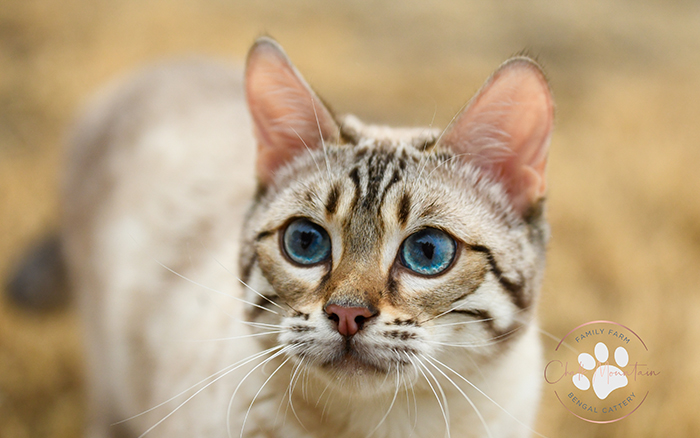 beautiful bengal kitten texas