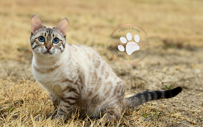 beautiful bengal kitten texas