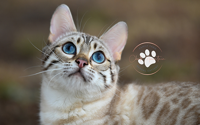beautiful bengal kitten texas