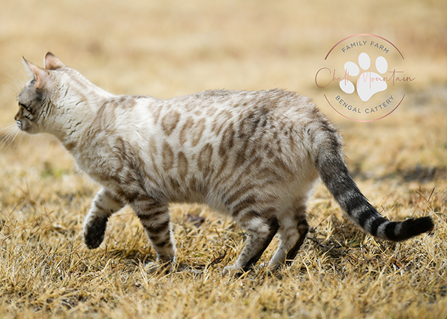 beautiful bengal kitten texas