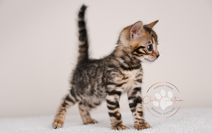 Bengal kitten for sale