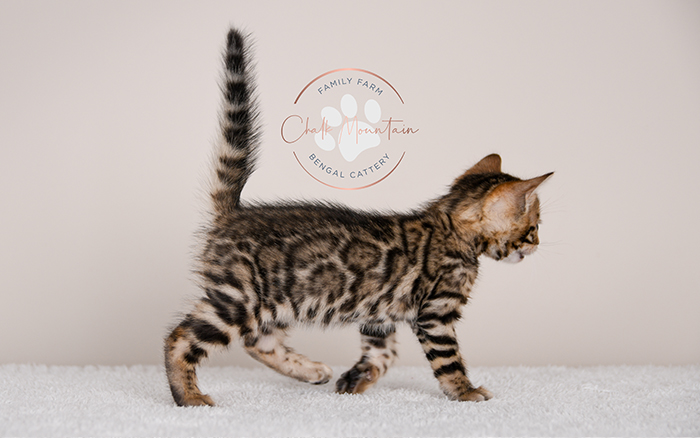 Bengal kitten for sale