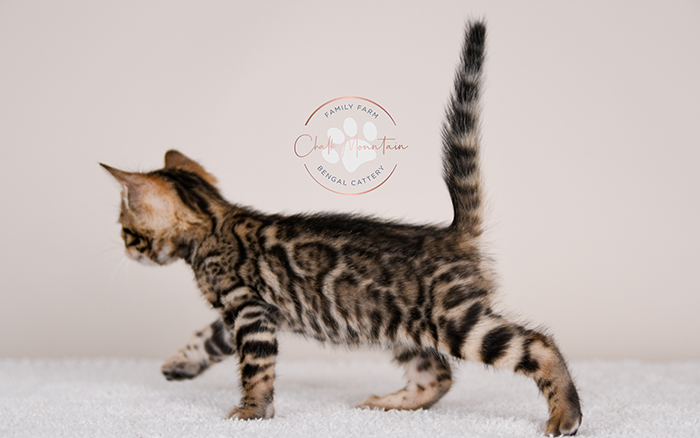 Bengal kitten for sale