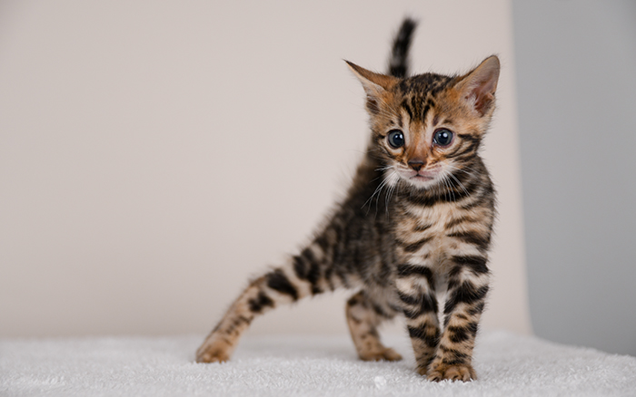 Bengal kitten for sale
