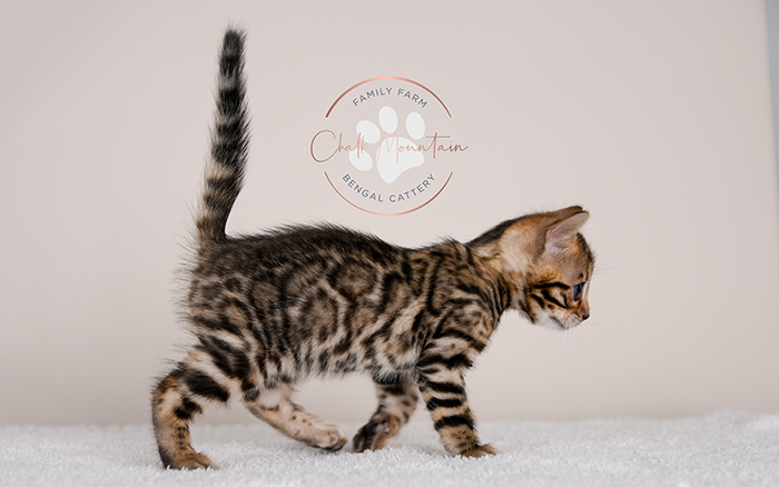 Bengal kitten for sale