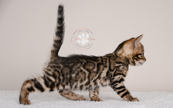 Bengal kitten for sale
