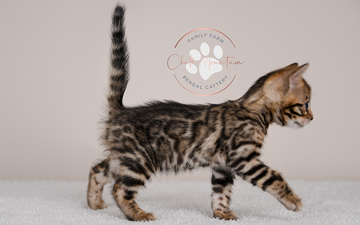 Bengal kitten for sale