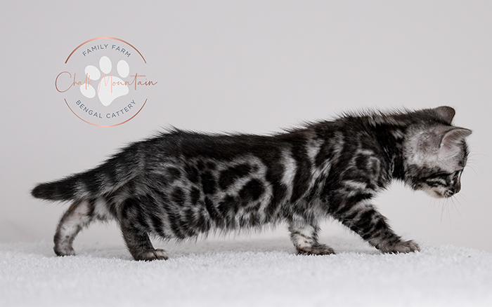 Texas bengal cattery