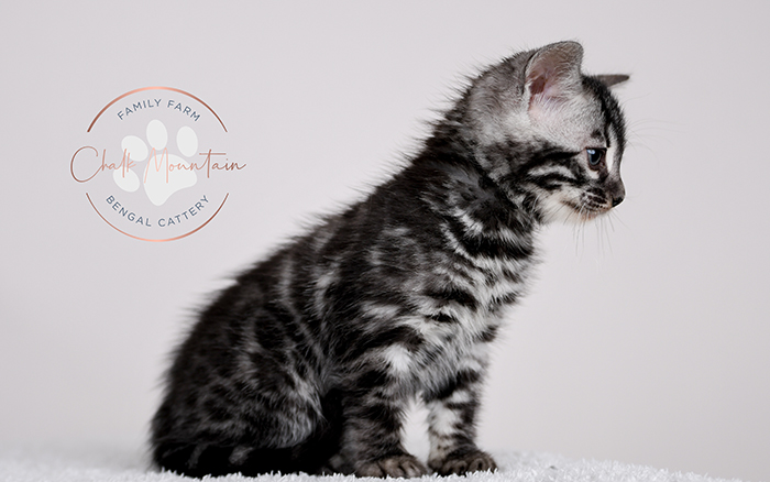 Texas bengal cattery