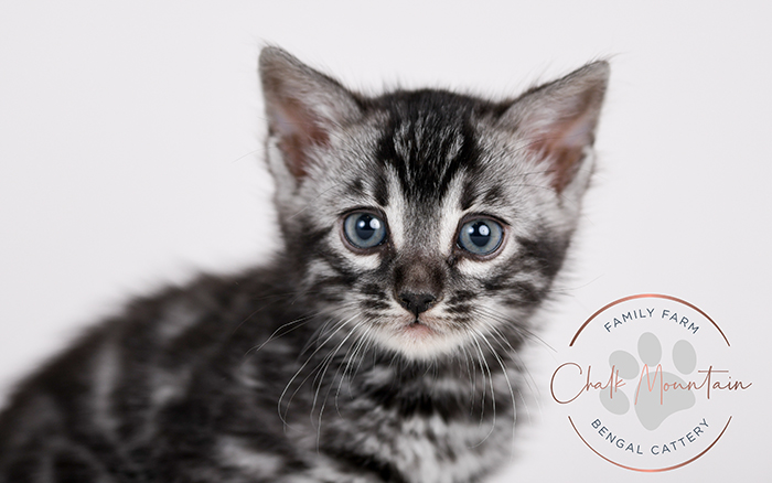 Texas Charcoal Bengal Kittens